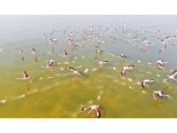 Flamingoların görsel şöleni