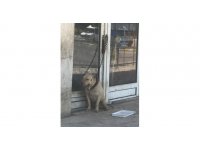 Tehlikeli köpek sahiplerine 149 bin 820 lira ceza