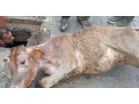 Hatay’da kaçan inek kanalizasyona sıkışmış halde bulundu