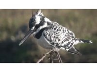 Yaban hayatının belgesellik görüntüleri