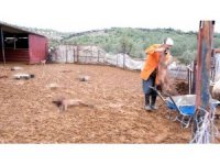 Mersin’de köpekler ağıldaki kuzu ve tavukları telef etti