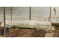 Sera içerisinde 243 kök kenevir bulundu