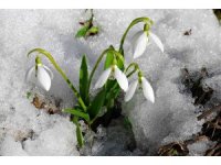 Kahramanmaraş’ta karlar erirken, çiğdemler kardelenler, düğün gelin çiçekleri doğayı süslemeye başladı