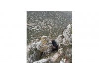 Kayalıklarda mahsur kalan keçi kurtarıldı