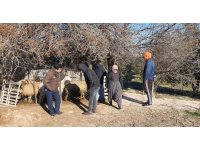 Mersin’de köpekler, 1 koyun ve 4 kuzuyu telef etti