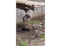 Hatay’da sokak köpeklerinin kümese saldırdığı anlar böyle görüntülendi