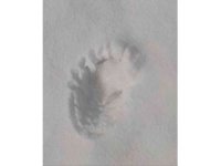 Kahramanmaraş’ta ayı izine rastlandı