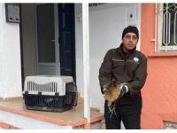 Nesli tükenmekte olan yaralı Hint balıkçıl kuşu koruma altına alındı