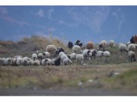 Nesli tehlike altında olan kum zambakları tahrip edildi