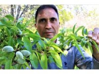 Erkenci bademler çıktı, diğer ağaçlar çiçek açtı