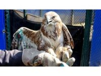 Yaralı halde bulunan kızıl şahin tedavi altına alındı