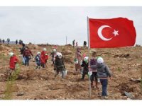 Yanan ormana 200 milyon kızılçam tohumu atıldı, 200 bin fidan dikildi