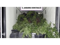 İklimlendirme sistemi ile skunk bitkisi yetiştiren şüpheli yakalandı