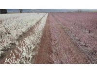 Çiçek açan meyve bahçeleri Amik Ovası’nı renklendirdi