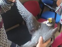 Dünyanın en hızlı uçan kuşu, Hatay’da yaralı halde bulundu
