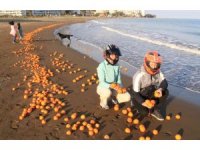 Mersin’de sahil portakal doldu