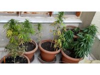 Evinin balkonunda kenevir yetiştiren şahıs gözaltına alındı