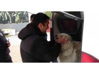 Çalınan köpeğine 2 hafta sonra kavuştu