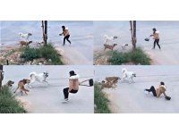Köpeklerin saldırdığı genç kızın korku dolu anları kamerada