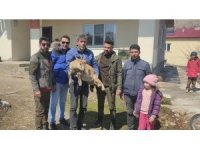 Köpeklerin saldırısından kaçan yavru yaban keçisi eve sığındı