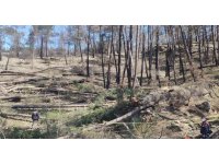 Arkadaşının kestiği ağaç üzerine düşen işçi hayatını kaybetti