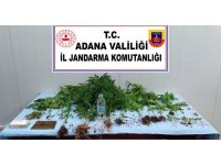 Evinde kenevir yetiştiren şüpheli gözaltına alındı