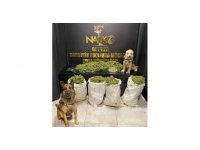 Antalya’da uyuşturucu operasyonunda 50 kilo esrar ele geçirildi