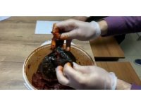 Salça kutusundan uyuşturucu çıktı