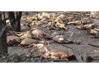 Yangında telef olan koyunlarının başında gözyaşı döktü