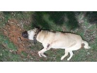Çoban köpeğini tabancayla vurdular