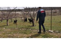 Ahırdan kaybolan keçi ve koyunlar jandarma tarafından bulundu