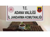 Adana’da kenevir eken 3 kişi yakalandı