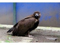 Nesli tehlike altında... Köylülerin bitkin halde bulduğu kara akbaba tedaviye alındı