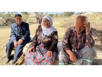 Kurtlar 25 koyunu telef etti, 3 ailenin geçim kaynağı yok oldu