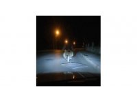 Çaldığı mazgalı motosikletiyle sürüklerken polise yakalandı