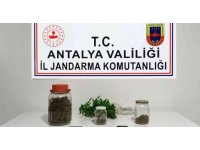 Yasadışı kenevir üretimine jandarma baskını: 1 gözaltı