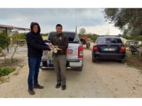 Yaralı balıkçıl tedaviye alındı