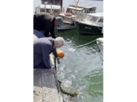 Ağa takılan caretta carettayı belediye başkanı kurtardı