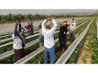 Fizyoterapist eşliğinde çilek hasadı