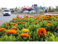 Mersin’de 3 ayda 197 bin bitki toprakla buluşturuldu