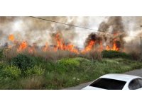 Sazlık alan yandı, vatandaş yanan kirpi için seferber oldu