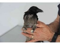 Yaralandı, işkence gördü, uçarak hayvan hastanesine geldi