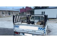 Jandarmadan kaçan araçtan 3 ölü oklu kirpi çıktı