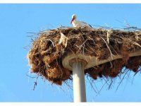 Leylekler yuvalarına yerleşiyor