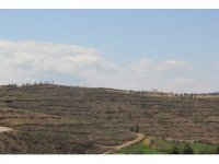 Adana’da yanan alanlar yeniden yeşeriyor