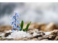 Koruma altındaki kaya sümbülleri dağları renklendirdi