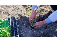 Kahramanmaraş’ta çiftçilere biber fidesi