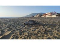 Hatay sahilinde ölü caretta caretta bulundu