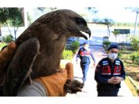 Jandarmadan yaralı şahine şefkat eli