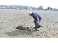 Nesli tehlike altında bulunan 4 yeşil deniz kaplumbağası ölü bulundu